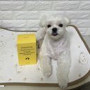 아이도그케어(I DOG CARE) | 강아지 기관제 영양제) 스탬푸드 도그 브레스 스틱