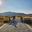 호수공원방울새공원건너편 | 용인 가볼만한 곳 기흥호수공원 황화코스모스 다 졌습니다. 11월 둘째 주 한 발 늦은 후기