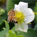 딸기 농가 “화분 매개용 꿀벌 활력 확인하세요”- 꿀벌 활력 감소 확인되면 벌집 줄이고 먹이 공급 세력 회복 어려우면 대체 벌 투입- 이미지