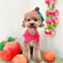 김채안퍼피살롱 이미지