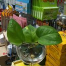 새온약국 이미지