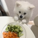 브로콜리 펫푸드 이미지