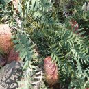 Banksia Spinulosa (Stumpy Gold) 이미지