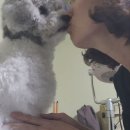 시루 반려견 미용 이미지