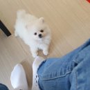 도그도기 이미지