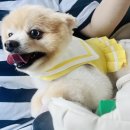 댕이요 펫택시 | 부산 강아지 고양이 펫 택시 이용후기