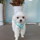 (주)그린솔 네이버블로그