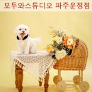 모두와 | 내돈내산 운정사진관 모두와스튜디오 파주운정점 강아지사진 후기