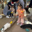 정식농장 | [안성팜랜드] 세 돌 아기랑 당일치기 여행, 놀 거리, 볼거리, 사진촬영 명소, 맛집 추천