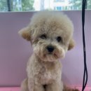 마이멍멍 이미지