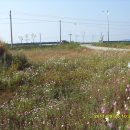 양도면-5 이미지