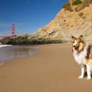 개 최고 이미지