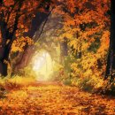 황금빛PC 이미지