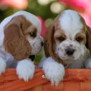 예쁜강아지 이미지