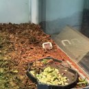 아잉독 애견카페 이미지