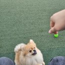 스포독