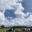 나영목장 이미지