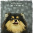 모리펫샵 이미지