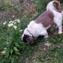 콩이 애견샵 이미지