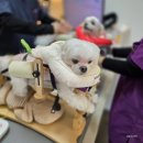 백제한의원 | 강아지 침치료 병원 찾기부터 비용까지 13살 말티즈 실제 치료 후기