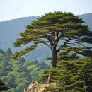 노송 이미지