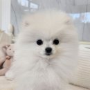 선미농장 | 용인강아지분양 고민 끝에 선택한 펫아미 용인점