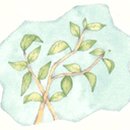 차 차(CHA CHA) 이미지