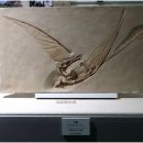 세계화석광물박물관 이미지