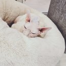 아가마미 고양이카페 | 영통 고양이카페 추천 ㅣ 사람 잘 따르는 고양이? 2시간, 순삭아가마미고양이카페