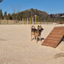 반려동물놀이터 이미지