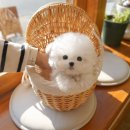 부산강아지분양 테디럽 명지본점 이미지