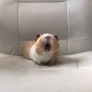 소로3-138 | 6월 왈왈월