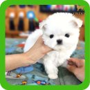 옥정강아지 이미지