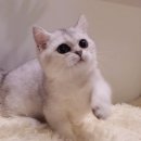 Premium 먼치킨 이미지