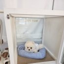 부티나개 이미지