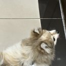 브라운동물병원 이미지
