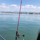 서해쭈꾸미 이미지