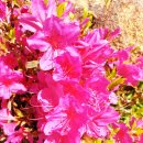 화왕산민박 이미지