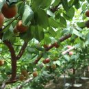 애프리코트(APRICOT) 이미지