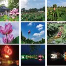 7/4(금) [리무진] 부여 서동연꽃축제 궁남지/낙화암/고란사/서동테마파크출렁다리 이미지