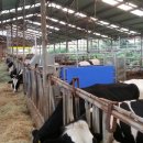 영심목장 이미지