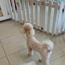 우리집강아지예쁘개 이미지