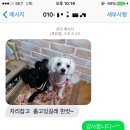 헬로도그맘 이미지