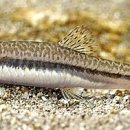 순이참복 이미지