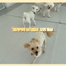 일리키독 이미지