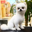 해시도그 이미지