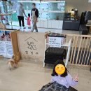 힐링주 | [아이와 가볼만한 곳] 안양 동물카페 &#39;힐링주&#39; 방문 후기 – 딸과 함께한 특별한 시간. 실내 동물원 추천.