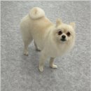 뽀송 애견미용 이미지