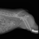 이천동물의료센터 이미지