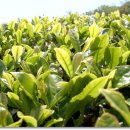 보성체육공원운동장 이미지